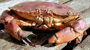 Stenbjerg Landingsplads re igen en smuttur værdig. Spis de krabber du kan og nyd udsigten og lyden af havet. Stenbjerg Landingsplads ligger i hjertet af Nationalpark Thy